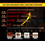 Infographic showing a timeline of penis enlargement phases from 1–4 weeks to 12–16 weeks, with a ruler at the bottom and labeled stages.